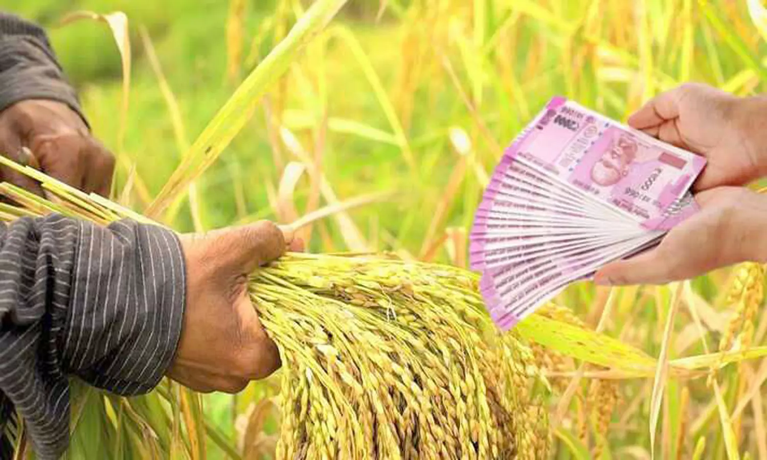 பயிர் கடன் தள்ளுபடி... விவசாயிகளுக்கு ஜாக்பாட்..!